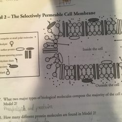 Pogil membrane structure answer key