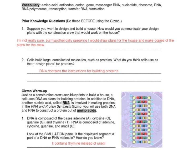 Gizmo student exploration rna and protein synthesis answer key