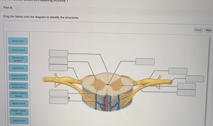 Spinal cord and spinal nerves review sheet